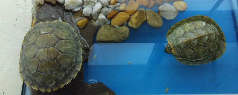 巴西龟的壳怎么越来越黄了