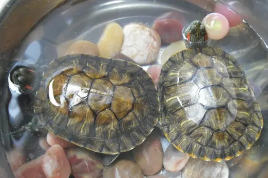 巴西龟的壳怎么越来越黄了