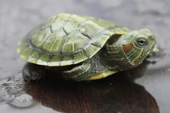 巴西龟的壳怎么越来越黄了