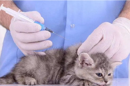 猫打疫苗前能洗澡吗