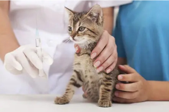 猫打疫苗前能洗澡吗