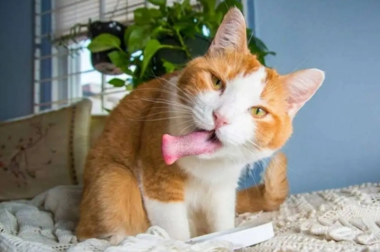 猫咪可以闻蚊香味吗