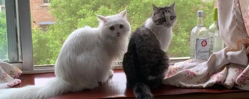 猫咪可以闻蚊香味吗