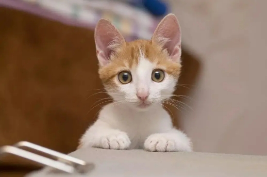猫咪可以闻蚊香味吗