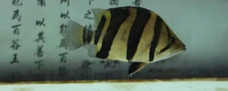 虎鱼发黑的解决方法