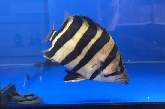 虎鱼发黑的解决方法