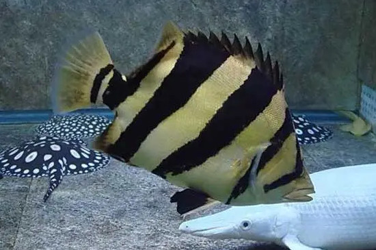 虎鱼发黑的解决方法