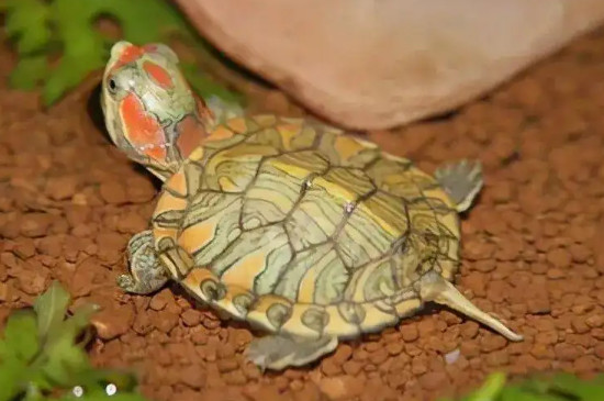 乌龟冬眠几个月