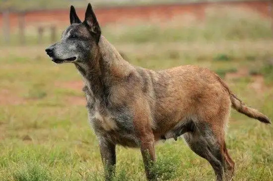 马犬在北方能在外面过冬吗