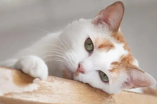小猫驱虫多久一次