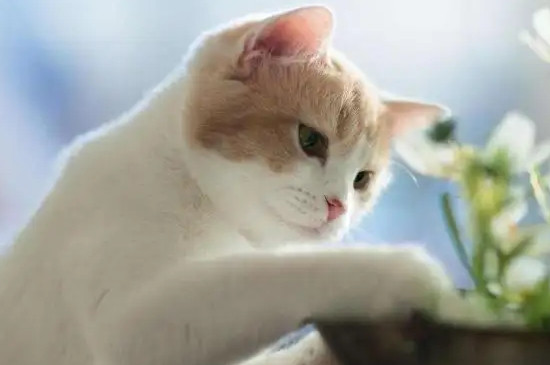 小猫驱虫多久一次