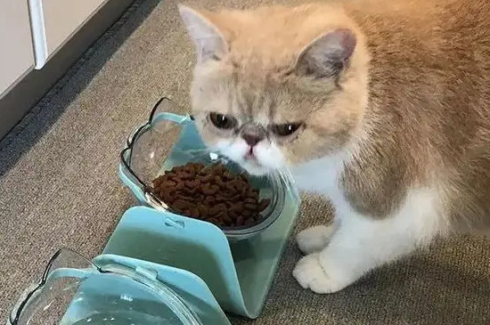 猫咪换粮不过度会死吗