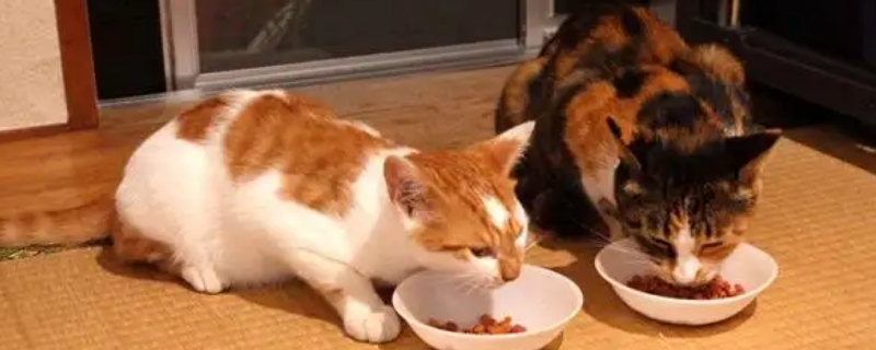 猫咪换粮不过度会死吗
