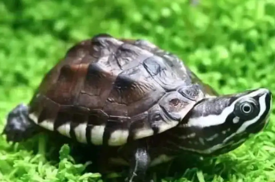 怎么看乌龟是否携带沙门氏菌