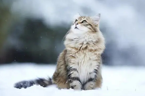 俄罗斯猫的品种有哪些