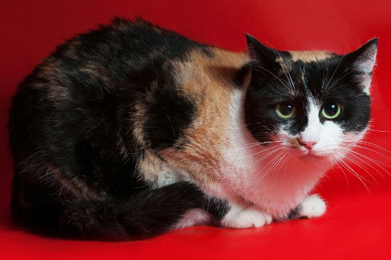 猫拉稀了怎么办