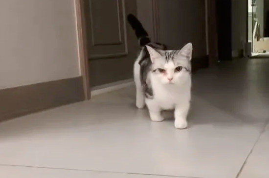 猫咪不开心的表现
