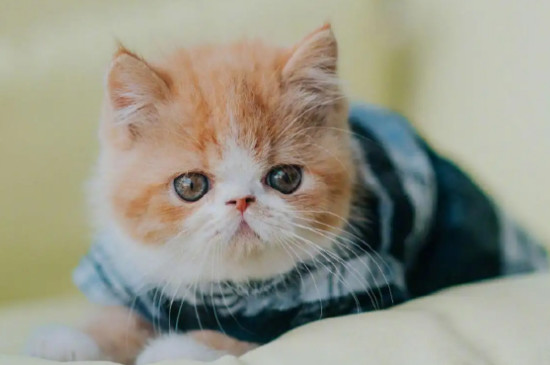猫咪不开心的表现