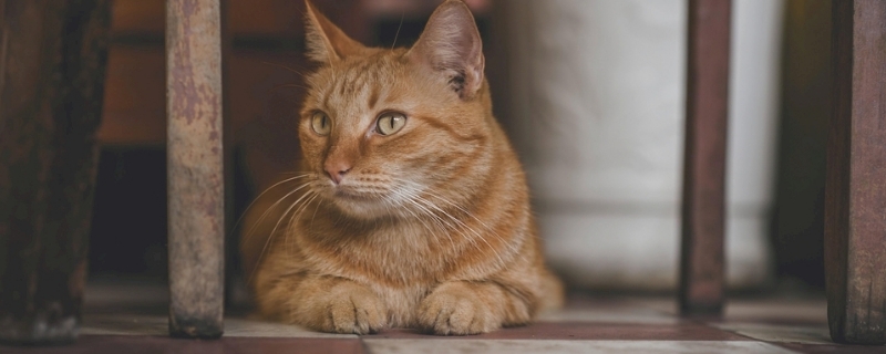 小猫放屁特别臭怎么回事