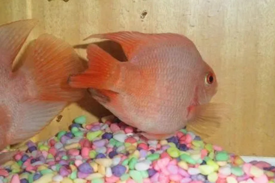 鹦鹉鱼在鱼缸里产卵了怎么办