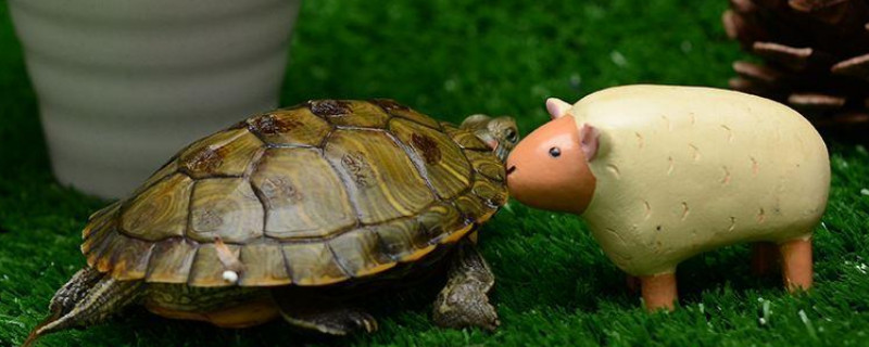 怎么判断乌龟冬眠