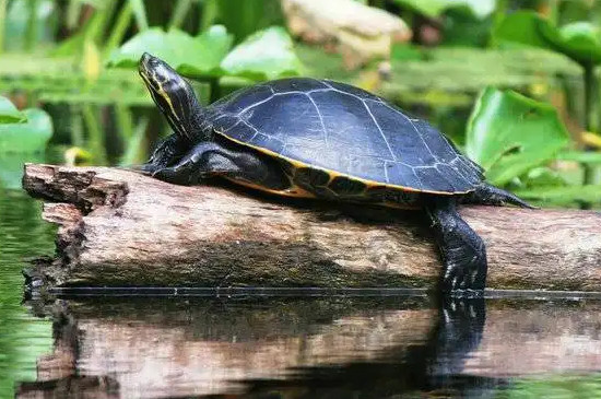 怎么判断乌龟冬眠