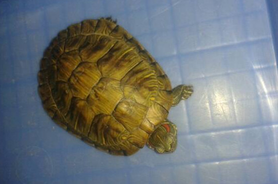 怎么判断乌龟冬眠