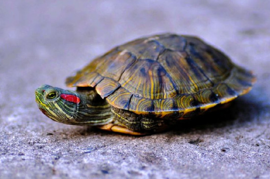 乌龟冬天冬眠吗