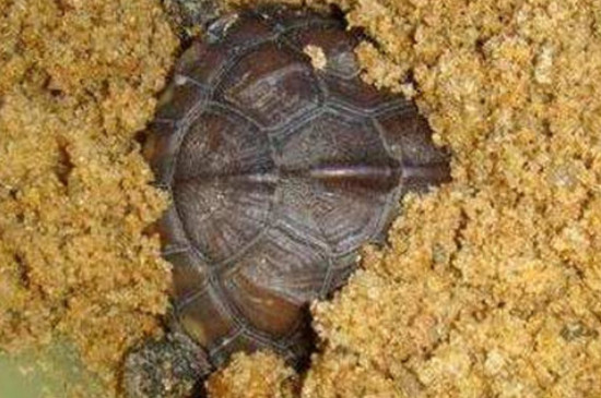 乌龟要冬眠吗冬眠需要什么东西