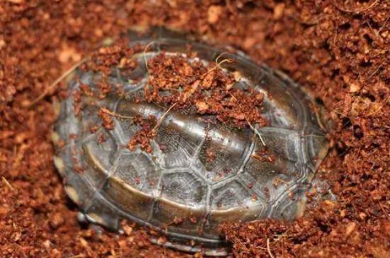 乌龟要冬眠吗冬眠需要什么东西