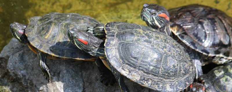 乌龟要冬眠吗冬眠需要什么东西