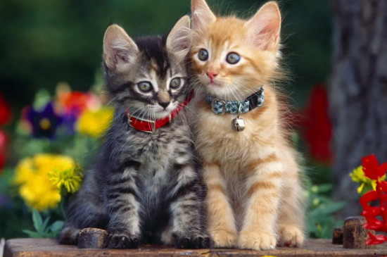 猫晚上叫是因为什么原因