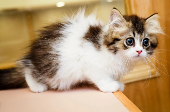 猫晚上叫是因为什么原因