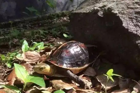 大陆缘和安缘龟有什么区别