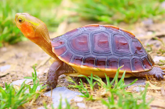大陆缘和安缘龟有什么区别