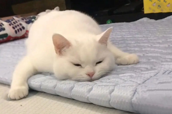 猫咪信任主人的表现