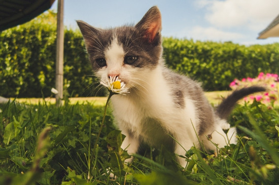 猫在室外养的怎么防冻