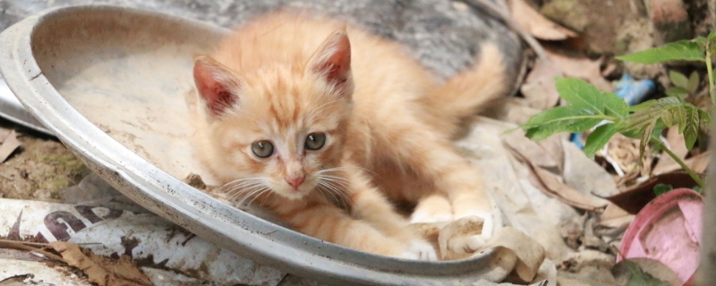 猫在室外养的怎么防冻