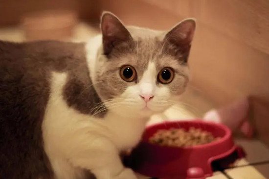 猫咪到新家一直叫怎么办