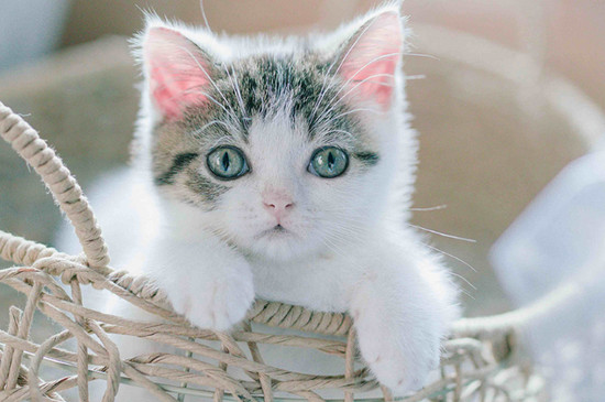 猫咪到新家一直叫怎么办