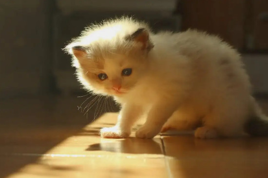 怎么把猫养胖