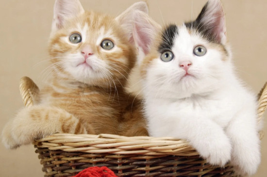 怎么把猫养胖