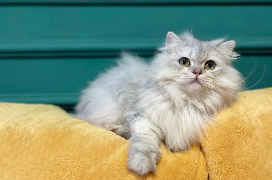 猫能找到回家的路吗
