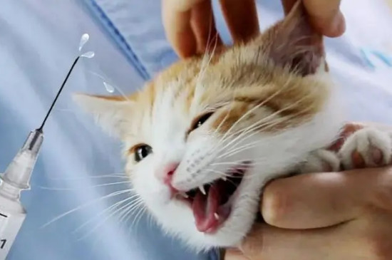 小猫多久可以打疫苗