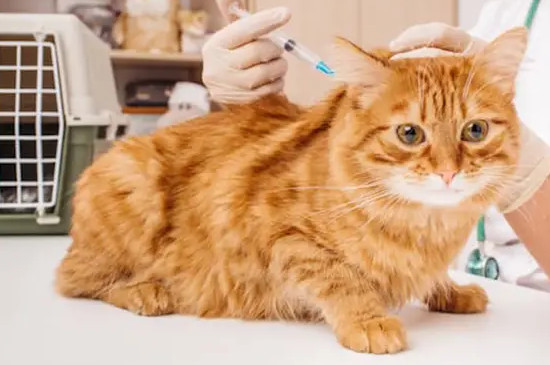 小猫多久可以打疫苗