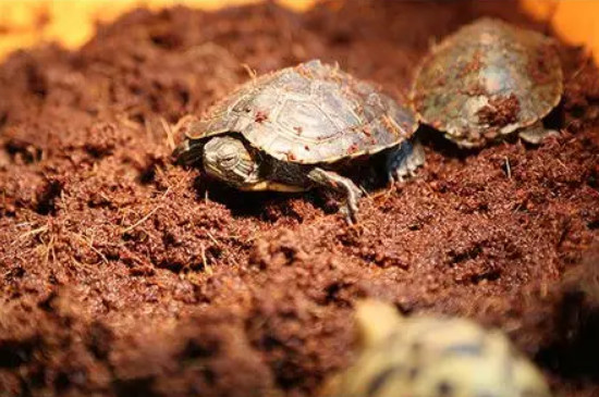 巴西龟怎么冬眠最保险