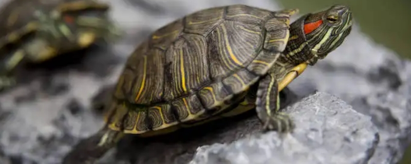 巴西龟怎么冬眠最保险