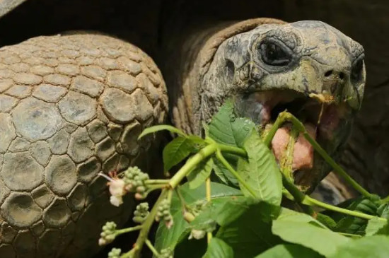 乌龟吃什么蔬菜