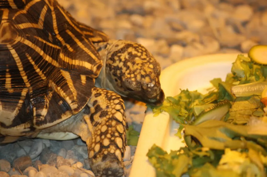 乌龟吃什么蔬菜