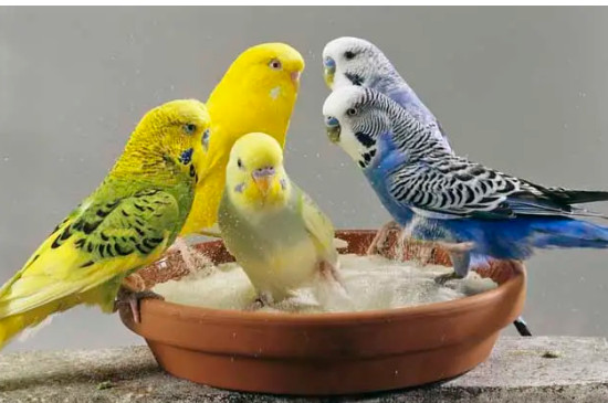 鹦鹉保健砂正确喂法